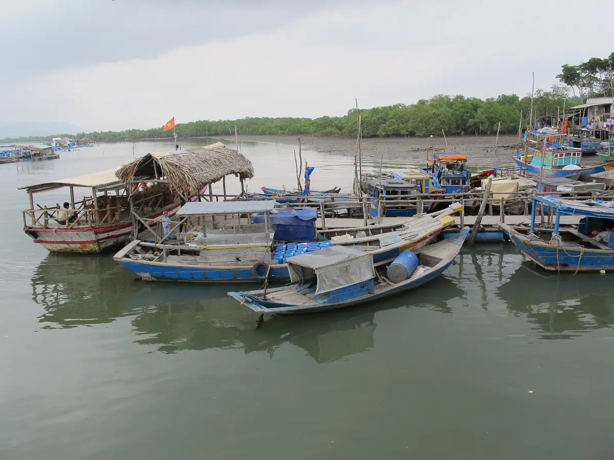 Wooden fishing boats moored in a small harbor beside mangroves