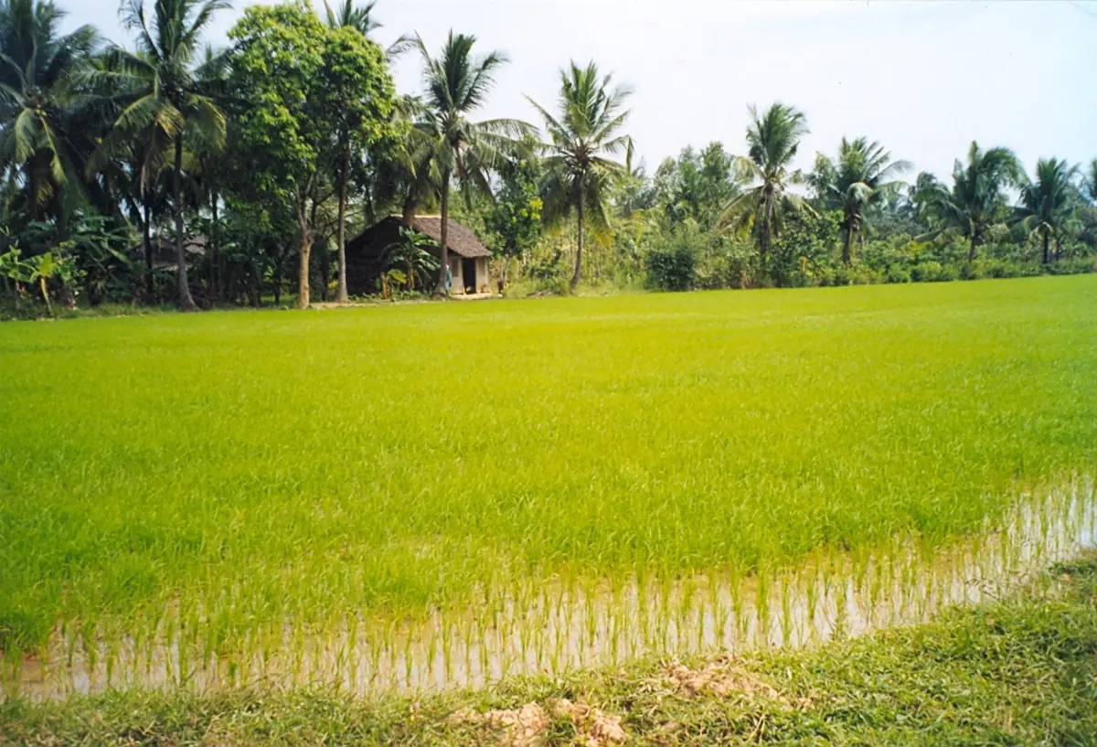 Green rice field and coconut palms in the Mekong Delta countryside